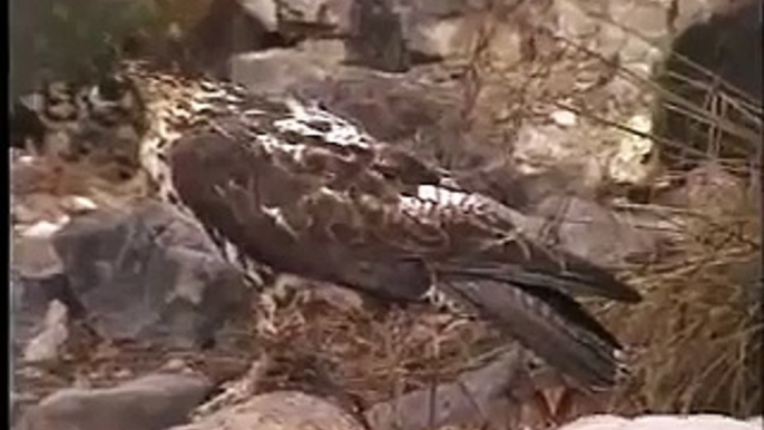 Galapagos Hawk Close Ups, Galapagos Islands, Ecuador