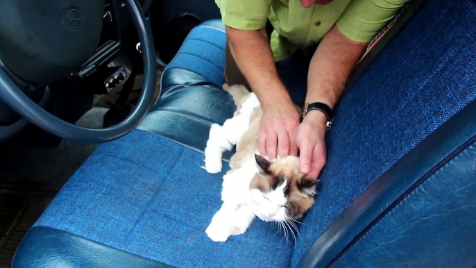 Animal Chiropractor adjusts Cat