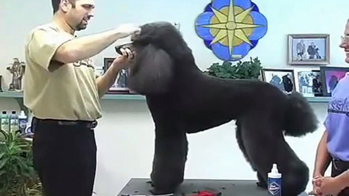 Super Styling Session Standard Poodle Grooming Tips