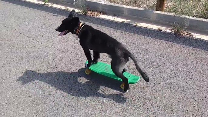 Talented dog rides a skateboard with ease!