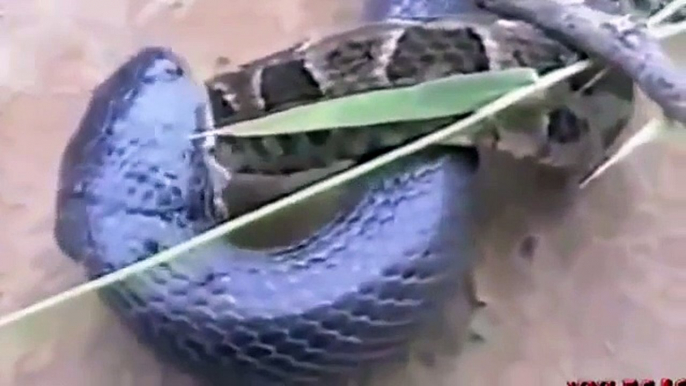 King Cobra Vs Python Snake - Amazing & Deadliest Fight To Death