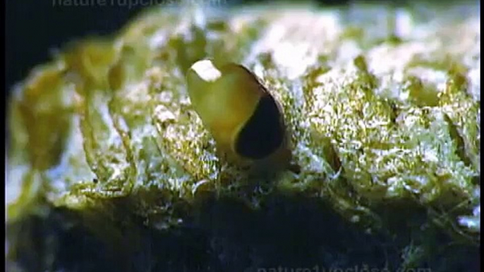 Mantis laying eggs, eggs hatching (#152)