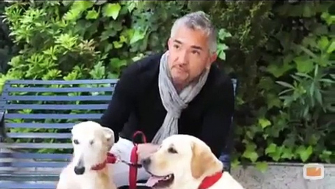 El lider de la manada, nuevo programa de Cesar Millan