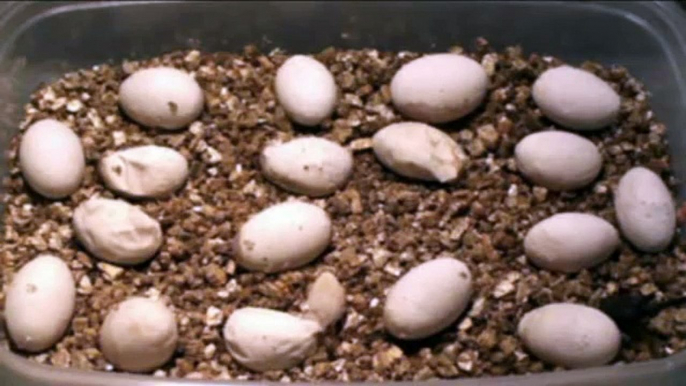 Bearded Dragons Eggs Hatching - Awsome!!!