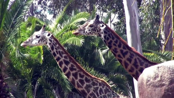 Nature Documentary | Giraffes Attacking Each Other | Giraffes | Lions Vs Giraffe | African Animals