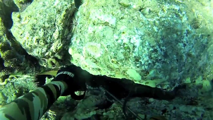 Hawaii Spearfishing: "Secret technique"