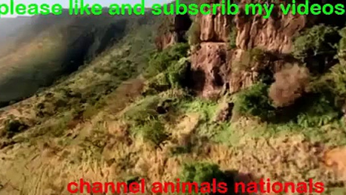 Lions Vs Hyenas Brutal War National Geographic Lions Documentary 3