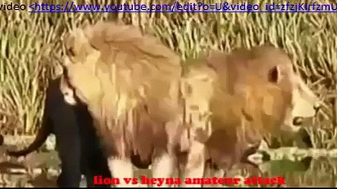 Lions Vs Hyenas Brutal War National Geographic Lions Documentary