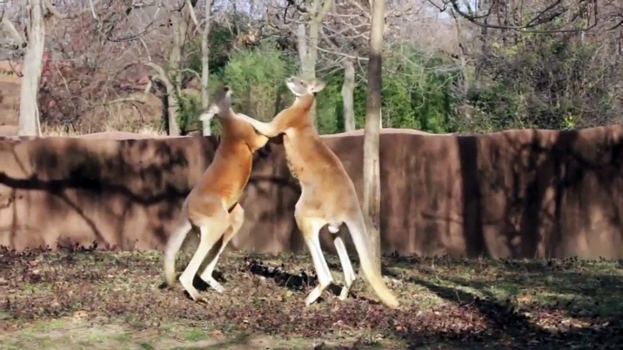 Kangaroo Boxing: Kangaroo Kickboxing: Animal Fights: Kangaroos Fighting: Animals Fighting