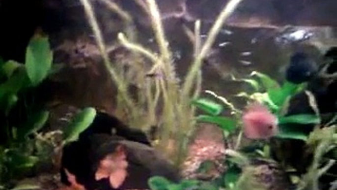 ACUARIO TROPICAL 200 Litros. discos, escalares, neones, gurami, plantas... etc...