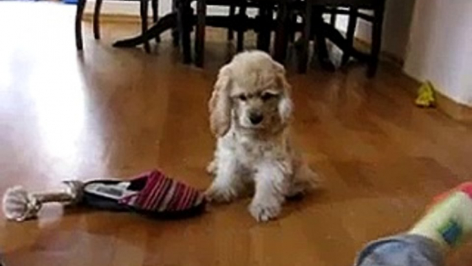 Lily: American Cocker Spaniel Puppy/Cucciola Cocker Spaniel Americano