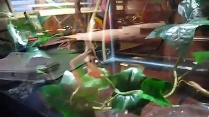 Praying mantis eating a fish. Praying mantis vs. Goldfish