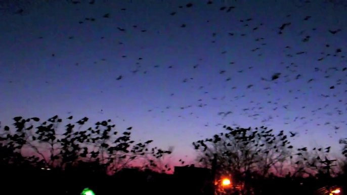 A Murder Of Crows On Pillsbury Ave Minneapolis