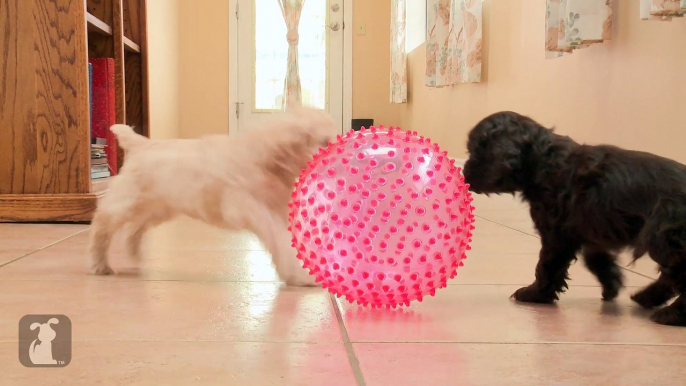 Two Cocker Spaniel Puppies Amazed By Pointy, Squeaky Ball