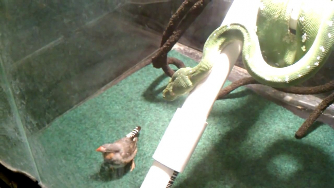 Green Tree Python Eating Bird