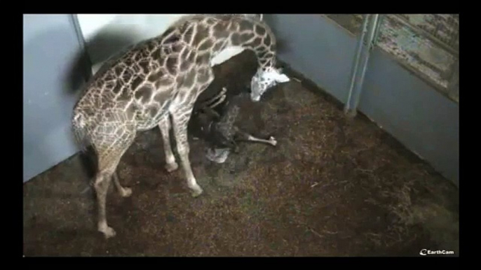 Baby Giraffe being born