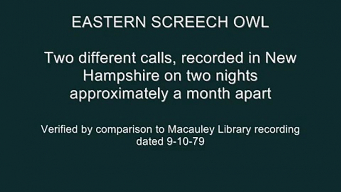 Eastern Screech Owl Calls - Audio Only