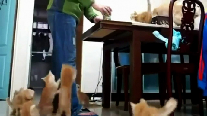 Funny mr.Cat dancing and shaking part 2  hd