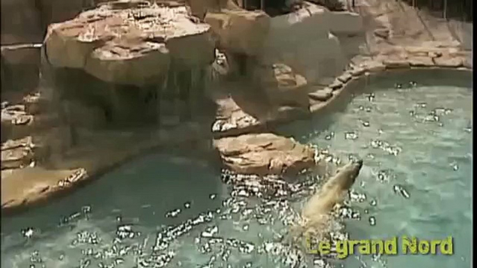 Le grand nord, ours polaires et loups au Zoo d'Amnéville