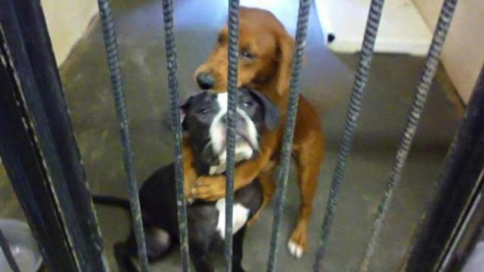 'Hugging Dog' viral photo saves pair from being put down