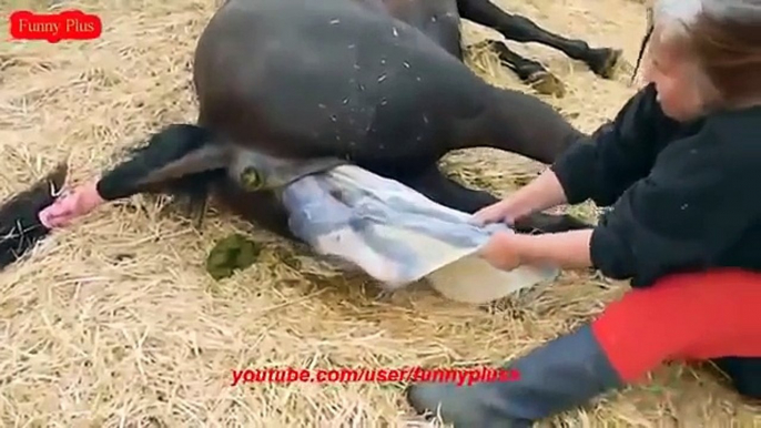 ♥ ANIMALS Giving Birth - HORSES Gives Birth to Baby so CUTE!