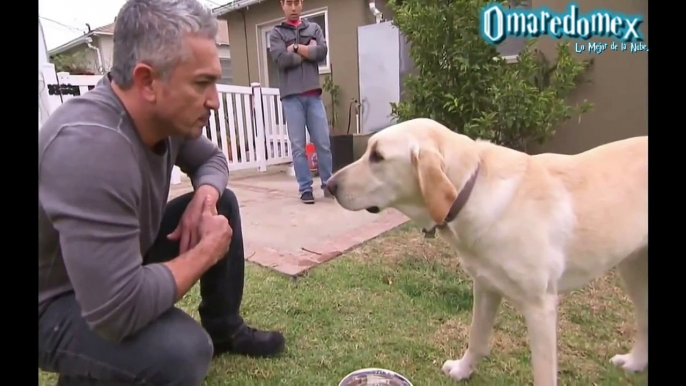 Un perro muerde al encantador de perros, César Millán