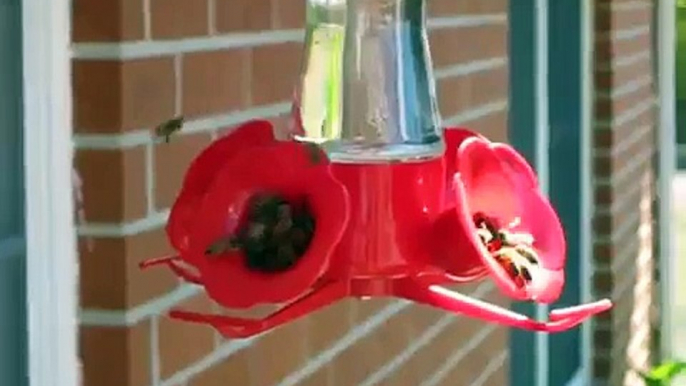 Honey Bees Swarm Hummingbird Feeders