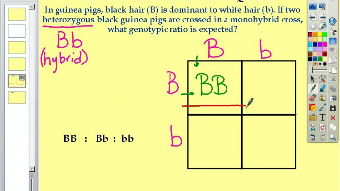 How to Work a Punnett Square