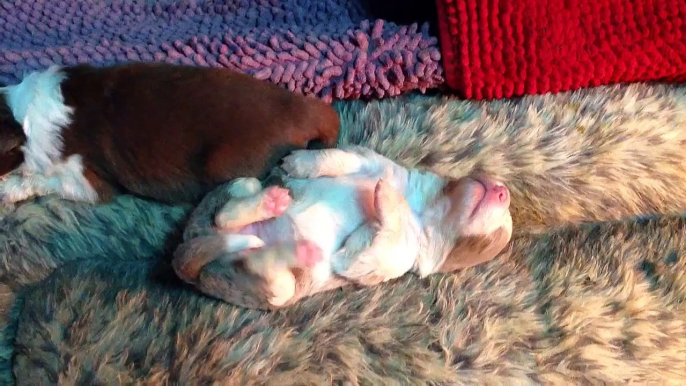 Sleeping puppy Border Collie