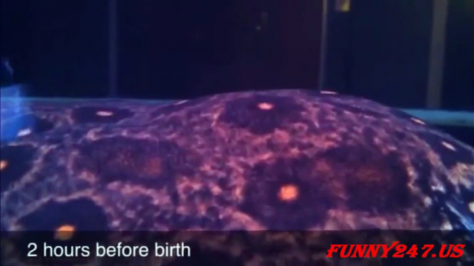 Stingray giving birth ☆ Animals Giving Birth 2015