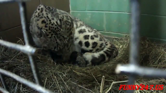 Snow leopard actually giving birth ☆ Animals Giving Birth 2015