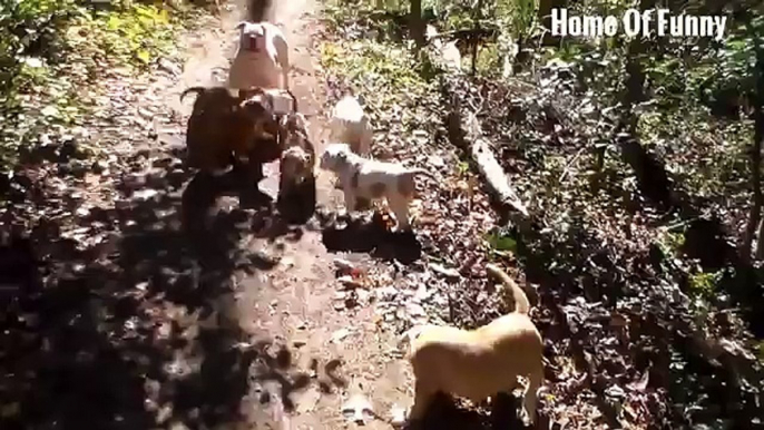 funny videos clips   pranks   dog   goat   cat   animal compilation 2015 #16