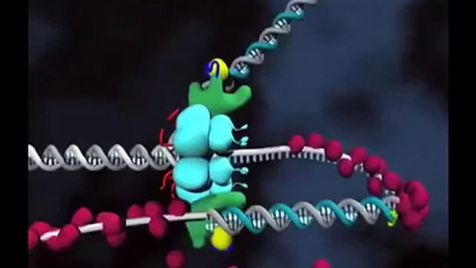 DNA replication --Signalling model for loop release