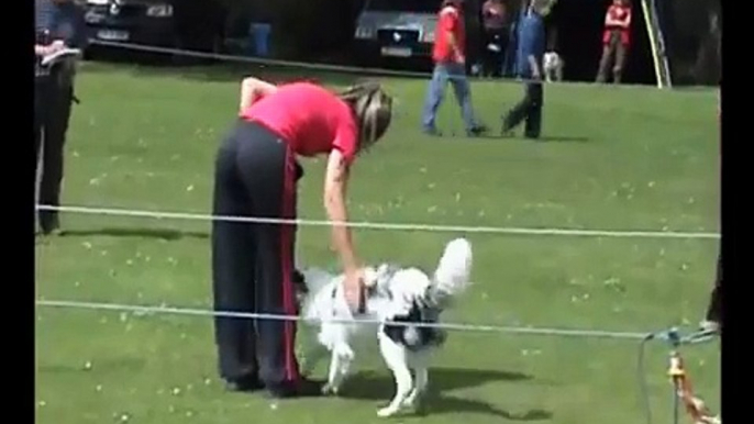 Dog Obedience - Novice. Roo the Border Collie pup competing at 7 months