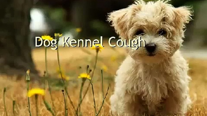 Dog Kennel Cough