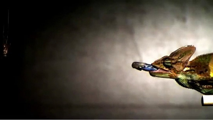 Veiled chameleon shooting its tongue