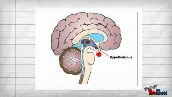 Limbic System