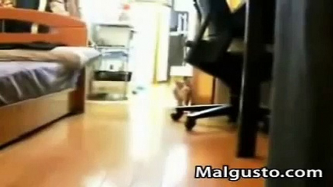 animales divertidos gatos chistosos