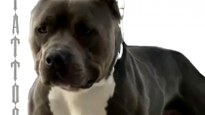 American Bullies