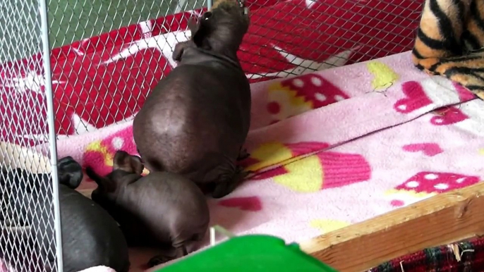 Hairless Guinea Pig & Cute Babies