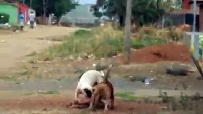 Two PitBull's attacking a smaller dog / Dois PitBull's atacando um cachorro menor