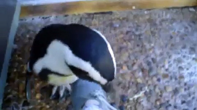 penguin humping