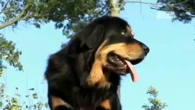 Dogs 101 - Tibetan Mastiff