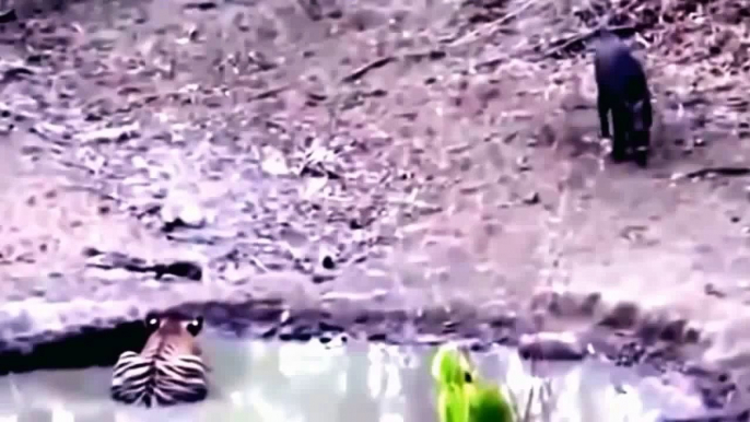 Tiger vs Boar  Fights to Death   Wild Animal Attacks