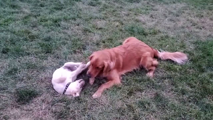 Un chien rencontre un bébé chien pour la première fois - Adorable