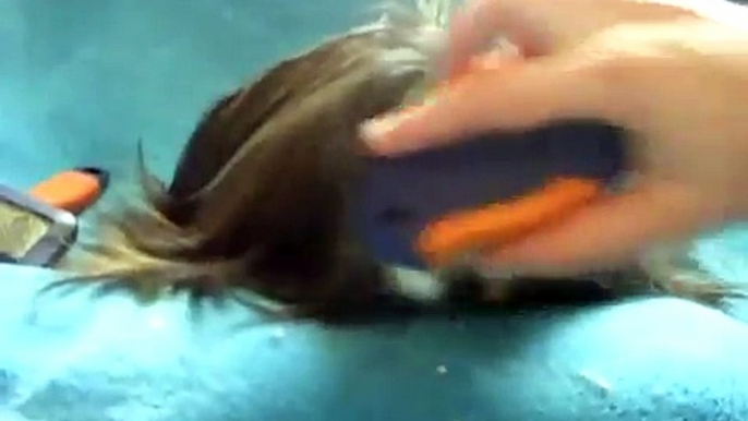 How to groom a guinea pig with long hair