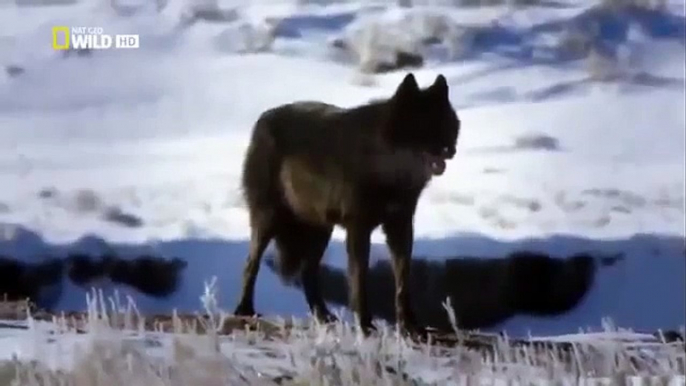 Discovery Channel Animals   Discovery Channel Documentary   Black Wolf Documentary 2015 HD f134 mp4