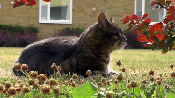 GoPro Tip #84 Using your GoPro to film cats playing (4K)