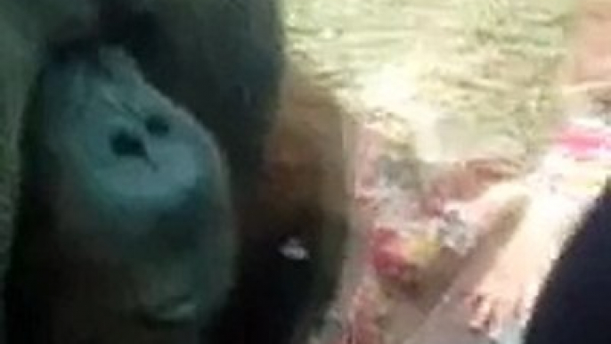 Orangutan Kisses Pregnant Woman's Belly - Colchester Zoo