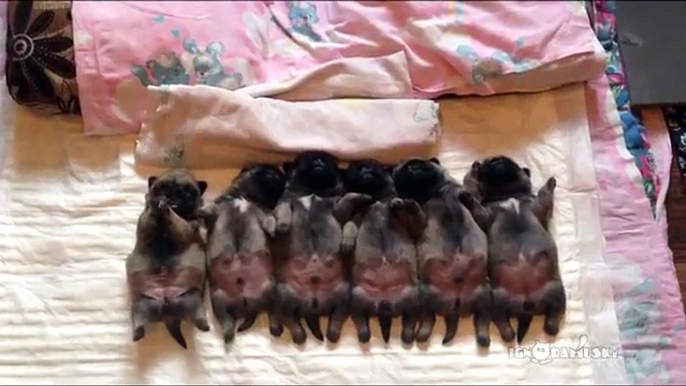 Line of sleeping  puppies (pugs) - Уснувший в ряд мопсов отряд